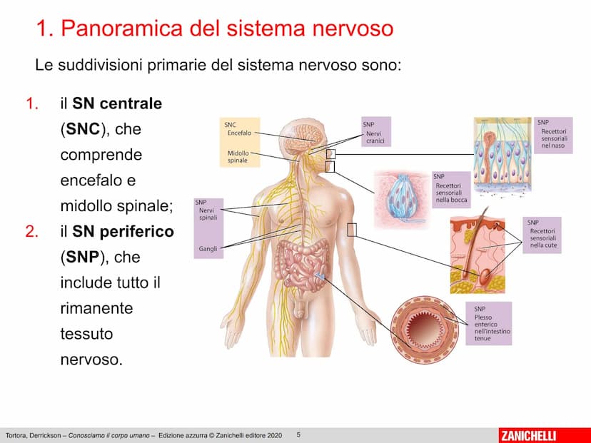 Gerard J. Tortora, Bryan Derrickson
Conosciamo
il corpo umano
Edizione azzurra - 2° ed
1
ZANICHELLI Capitolo 2
Il sistema nervoso
Tortora, D