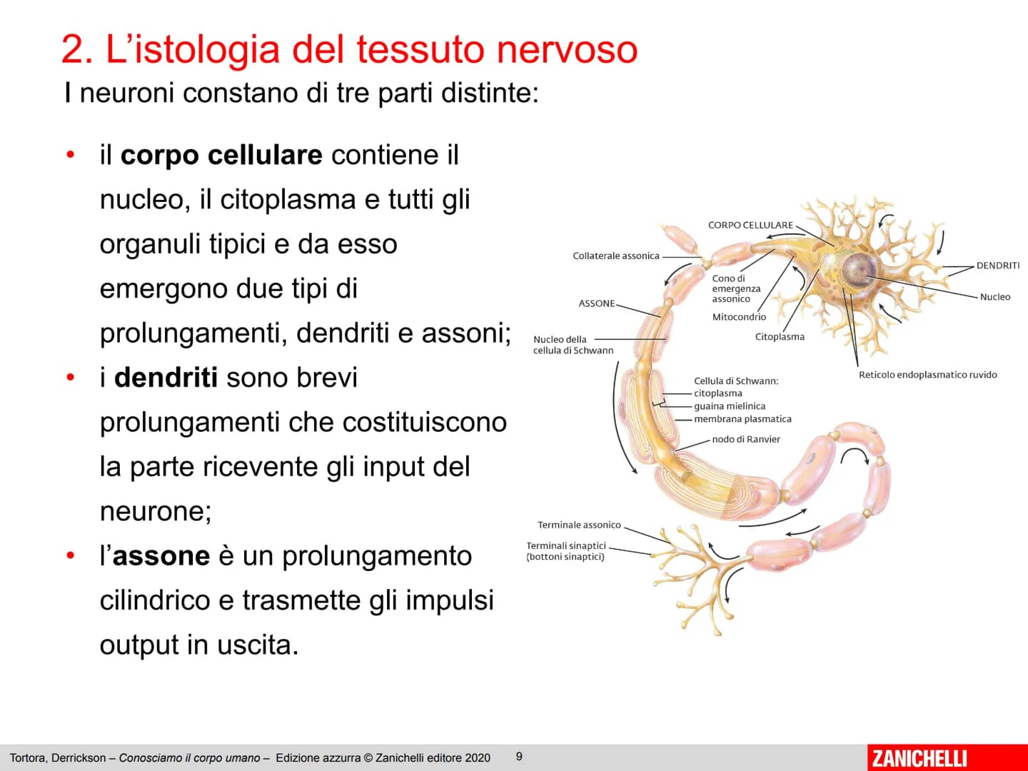 Gerard J. Tortora, Bryan Derrickson
Conosciamo
il corpo umano
Edizione azzurra - 2° ed
1
ZANICHELLI Capitolo 2
Il sistema nervoso
Tortora, D