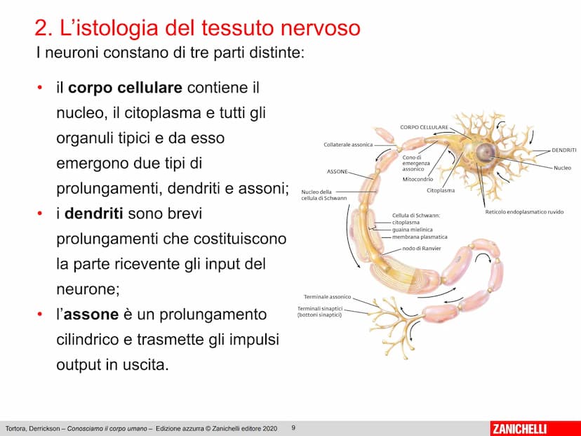 Gerard J. Tortora, Bryan Derrickson
Conosciamo
il corpo umano
Edizione azzurra - 2° ed
1
ZANICHELLI Capitolo 2
Il sistema nervoso
Tortora, D