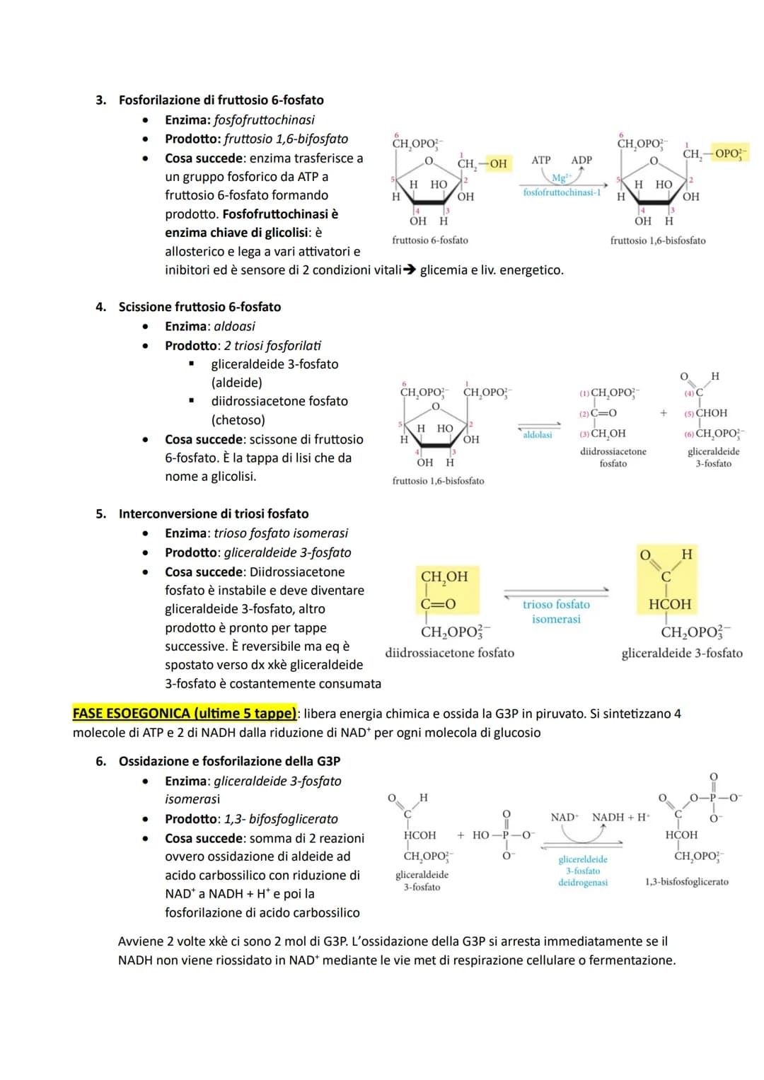 # IL METABOLISMO DEL GLUCOSIO: è comune a diversi organismi perché glucosio è ricco di energia
potenziale (da legami) e ottimo combustibile 