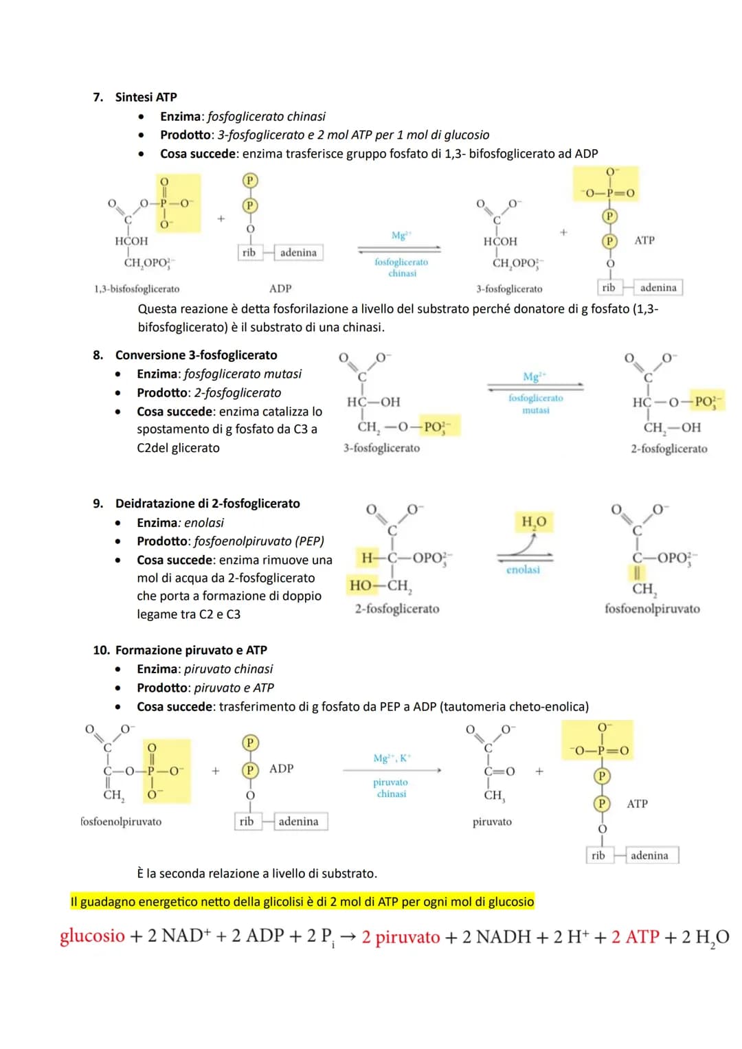 # IL METABOLISMO DEL GLUCOSIO: è comune a diversi organismi perché glucosio è ricco di energia
potenziale (da legami) e ottimo combustibile 