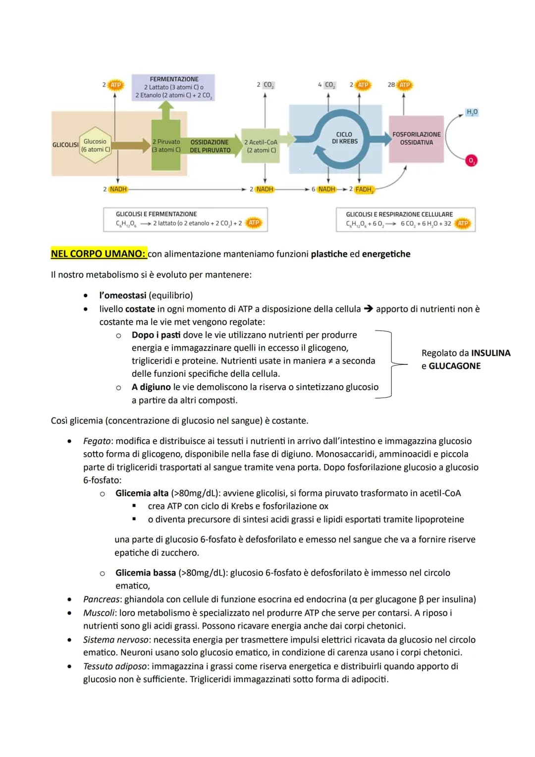 # IL METABOLISMO DEL GLUCOSIO: è comune a diversi organismi perché glucosio è ricco di energia
potenziale (da legami) e ottimo combustibile 