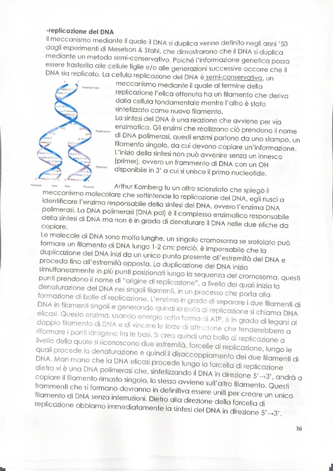 -replicazione del DNA
Il meccanismo mediante il quale il DNA si duplica venne definito negli anni '50
dagli esperimenti di Meselson & Stahl,
