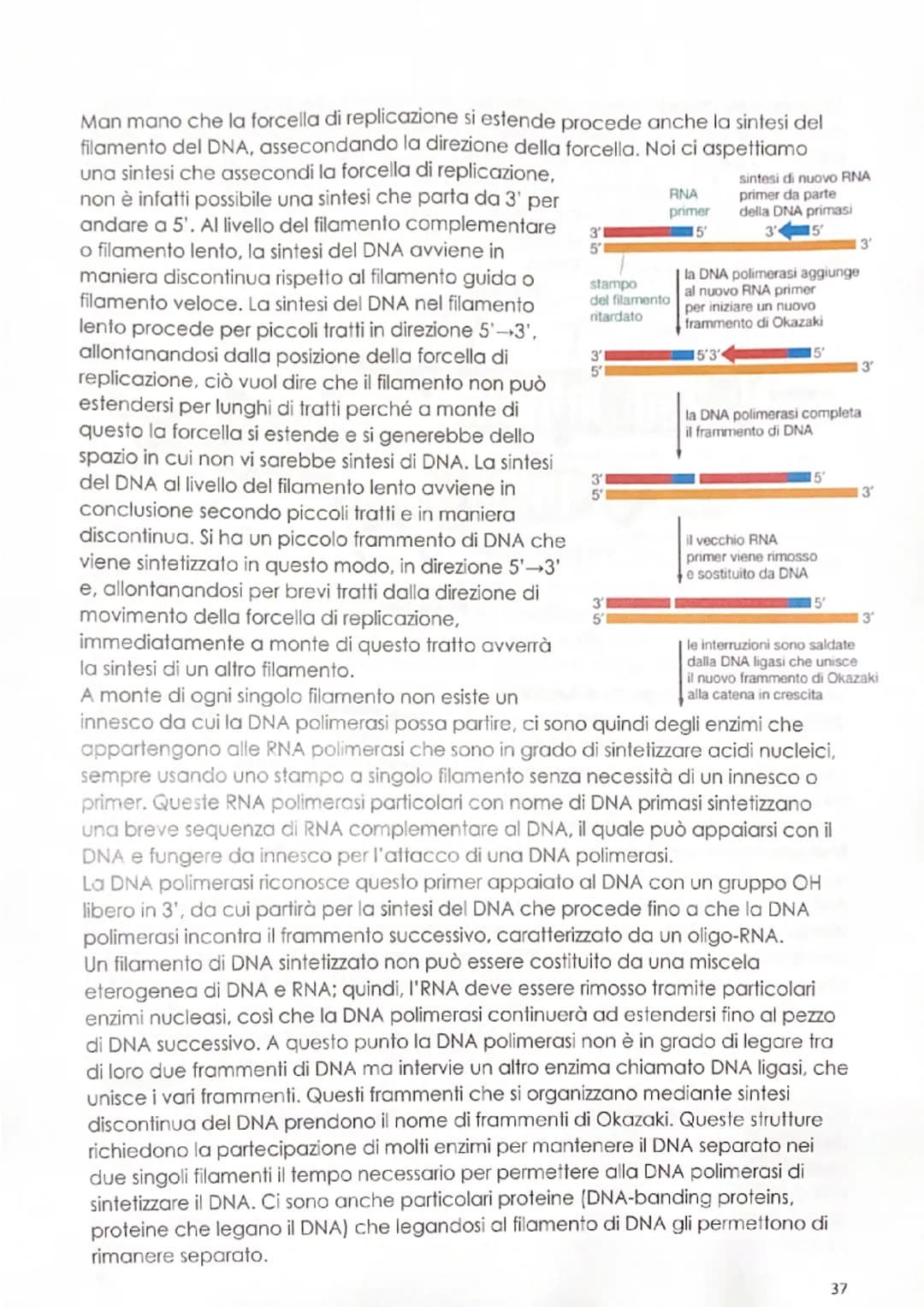 -replicazione del DNA
Il meccanismo mediante il quale il DNA si duplica venne definito negli anni '50
dagli esperimenti di Meselson & Stahl,