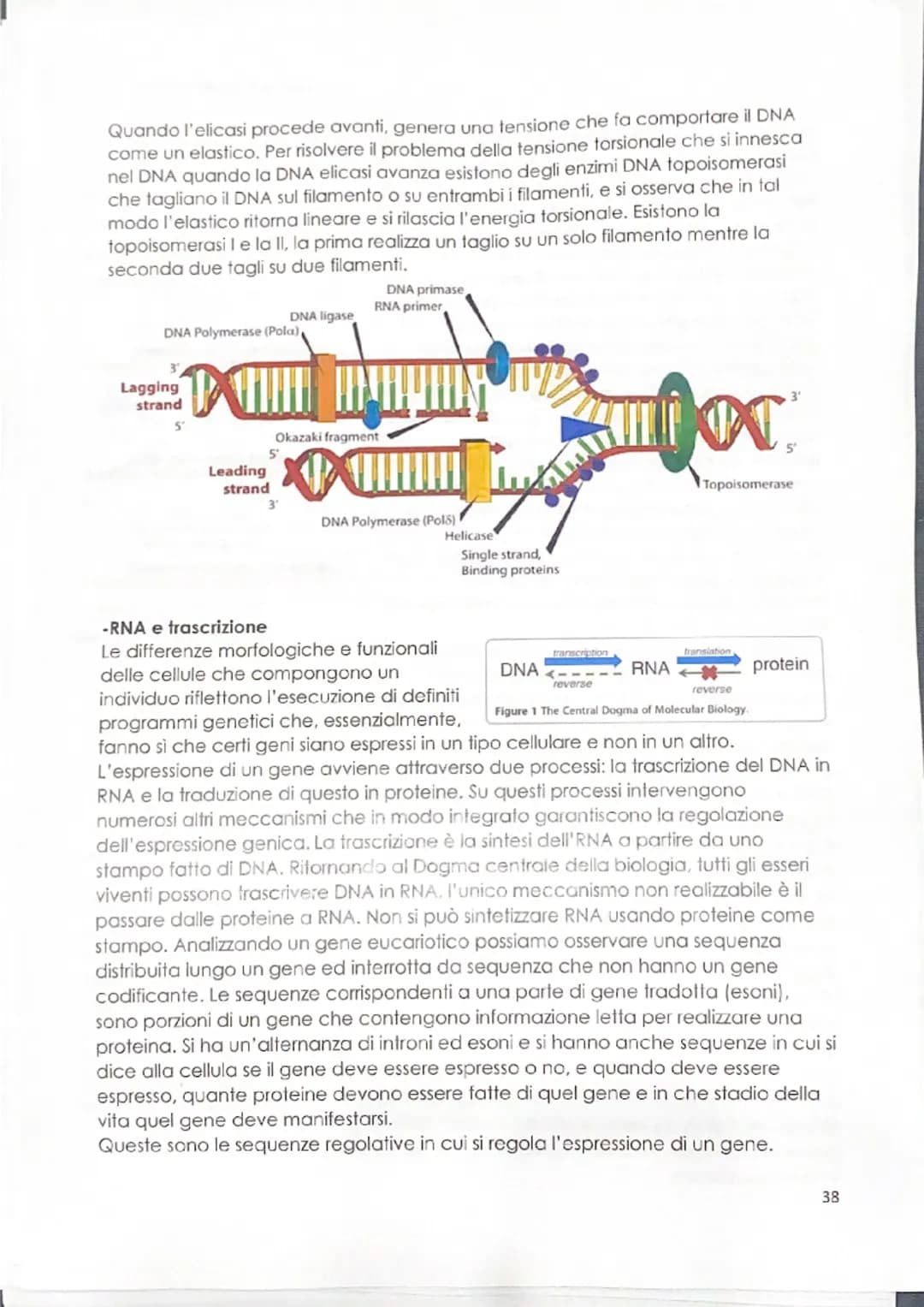 -replicazione del DNA
Il meccanismo mediante il quale il DNA si duplica venne definito negli anni '50
dagli esperimenti di Meselson & Stahl,