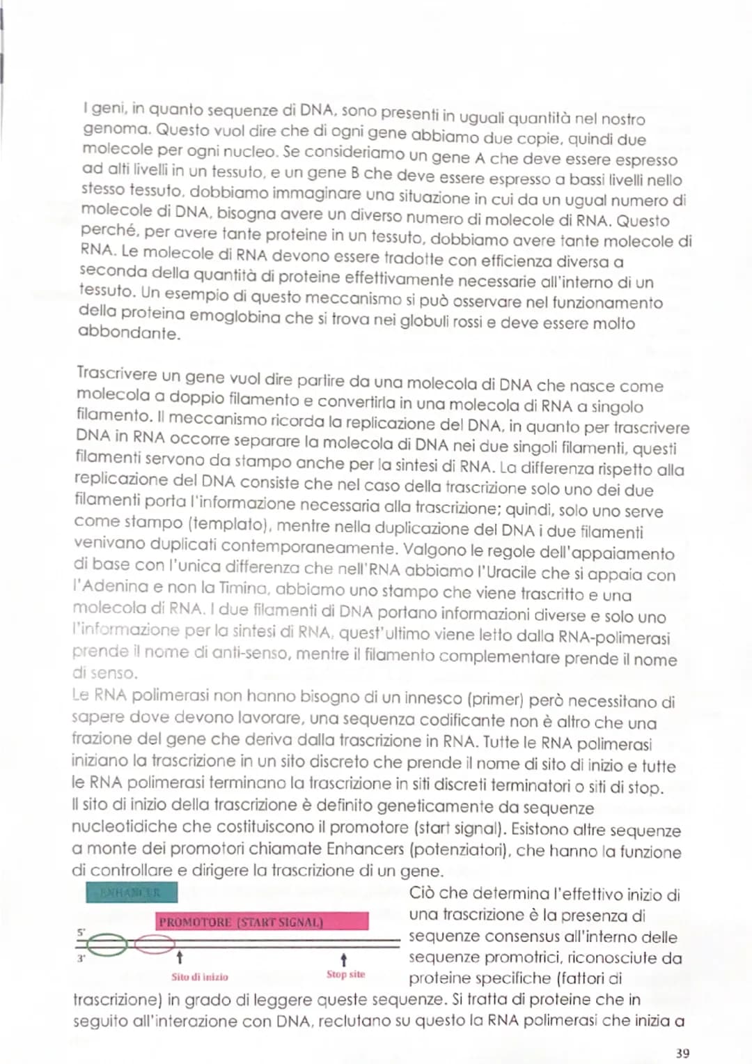 -replicazione del DNA
Il meccanismo mediante il quale il DNA si duplica venne definito negli anni '50
dagli esperimenti di Meselson & Stahl,