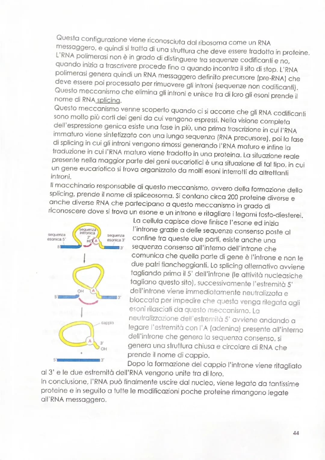 -replicazione del DNA
Il meccanismo mediante il quale il DNA si duplica venne definito negli anni '50
dagli esperimenti di Meselson & Stahl,