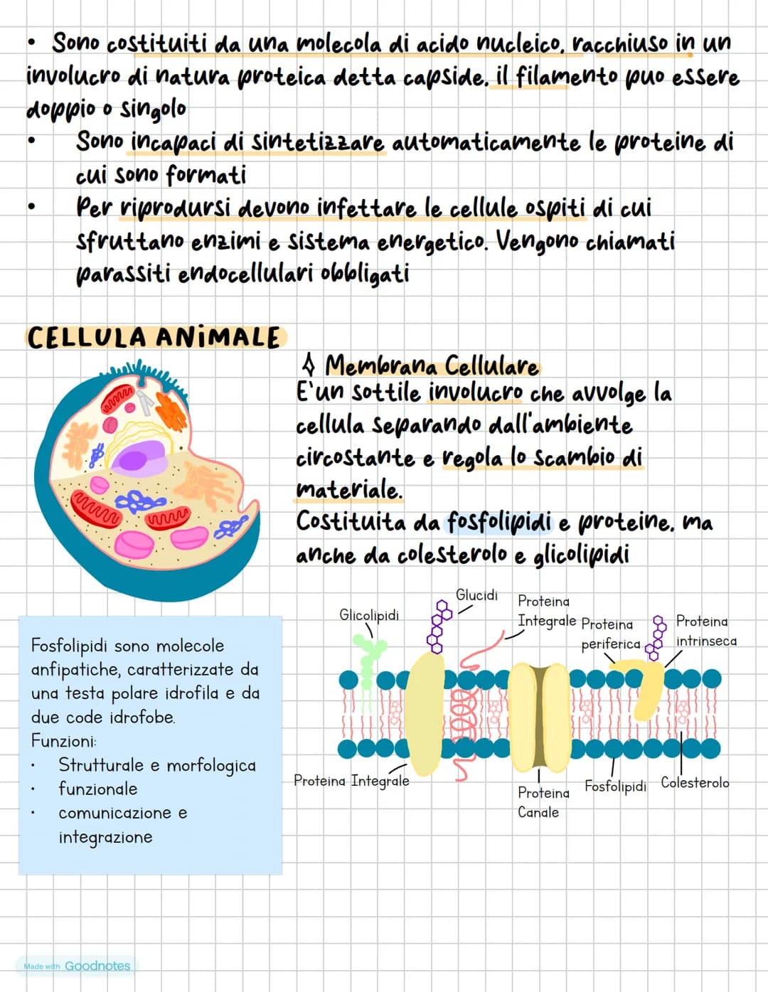 #BIOLOGIA CELLULARE
La cellulosa può essere definito come un elemento di piccole
dimensioni, ogni cellula:
E circondata da una membrana cell