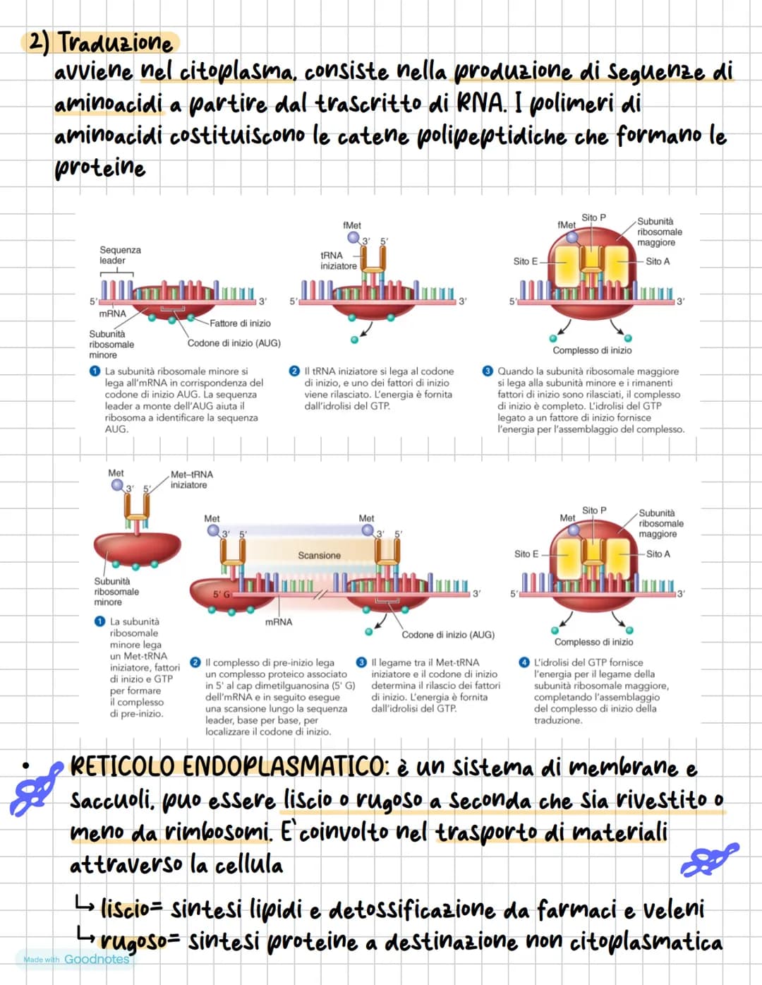 #BIOLOGIA CELLULARE
La cellulosa può essere definito come un elemento di piccole
dimensioni, ogni cellula:
E circondata da una membrana cell