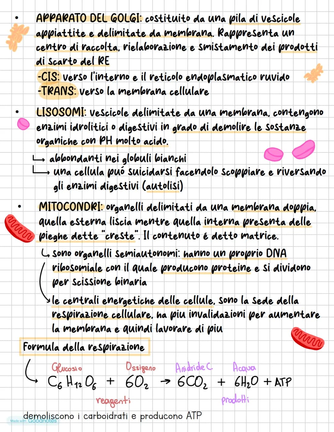 #BIOLOGIA CELLULARE
La cellulosa può essere definito come un elemento di piccole
dimensioni, ogni cellula:
E circondata da una membrana cell