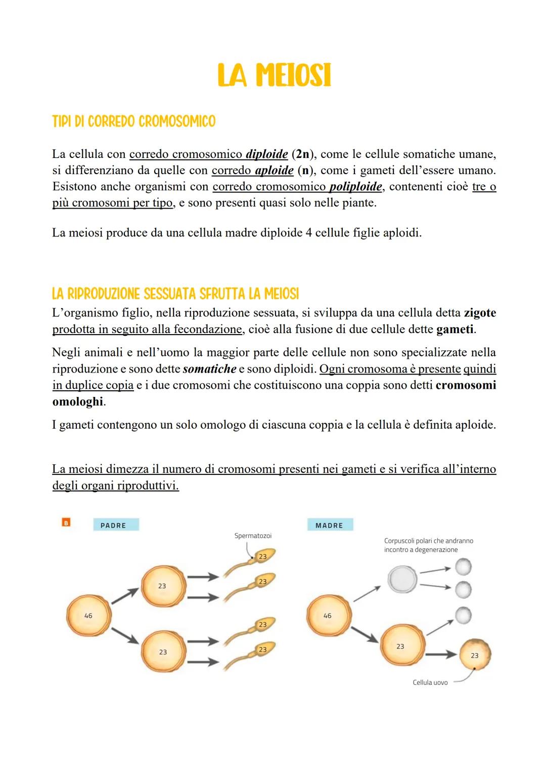 TIPI DI CORREDO CROMOSOMICO
La cellula con corredo cromosomico diploide (2n), come le cellule somatiche umane,
si differenziano da quelle co