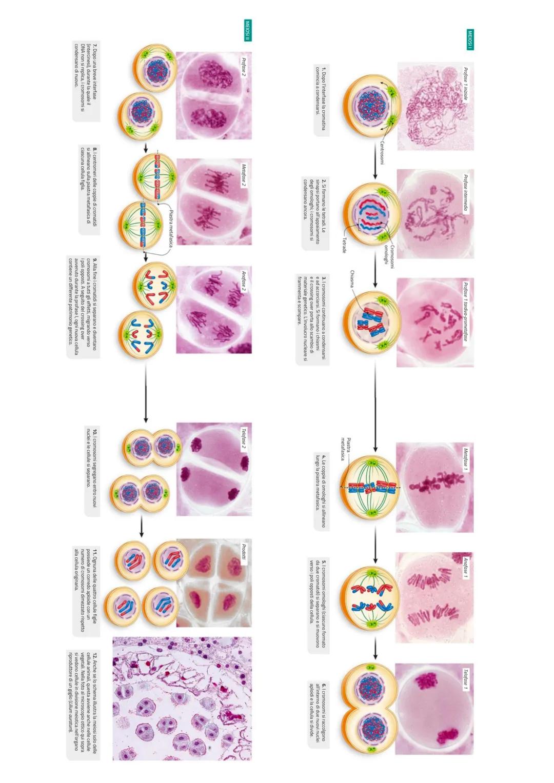 TIPI DI CORREDO CROMOSOMICO
La cellula con corredo cromosomico diploide (2n), come le cellule somatiche umane,
si differenziano da quelle co