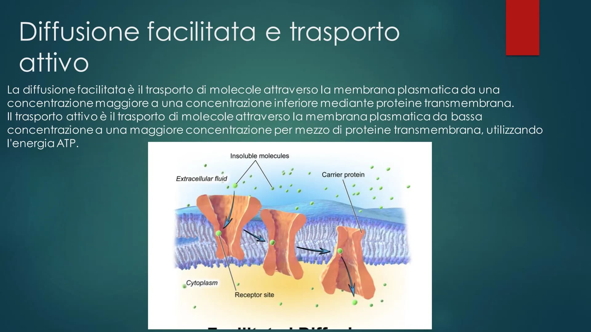 La cellula
EUCARIOTE E PROCARIOTE Evoluzione
procariote a eucariote
della cellula da
Esistono due teorie, la prima è la TEORIA ENDOSIMBIONTI