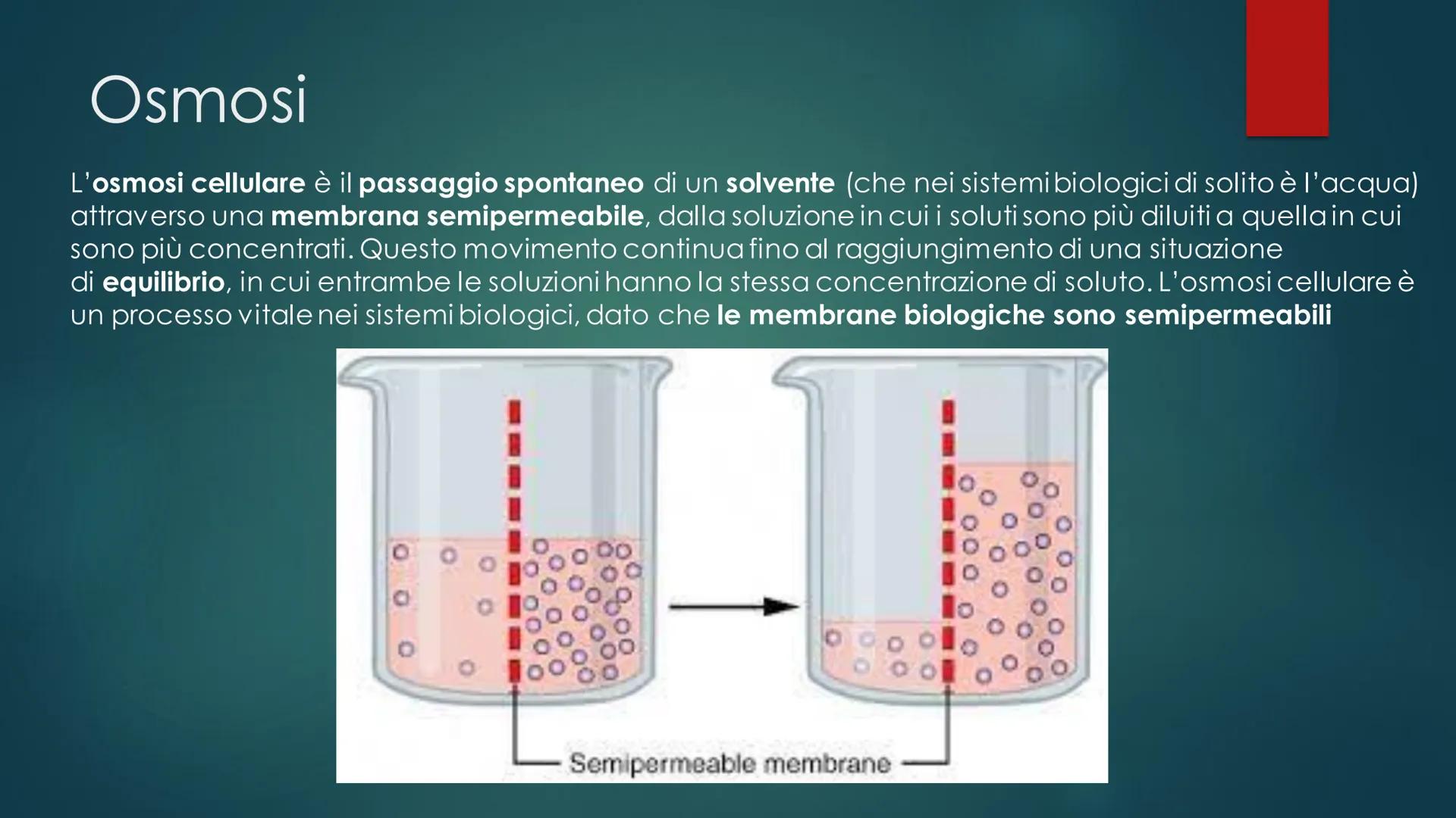 La cellula
EUCARIOTE E PROCARIOTE Evoluzione
procariote a eucariote
della cellula da
Esistono due teorie, la prima è la TEORIA ENDOSIMBIONTI