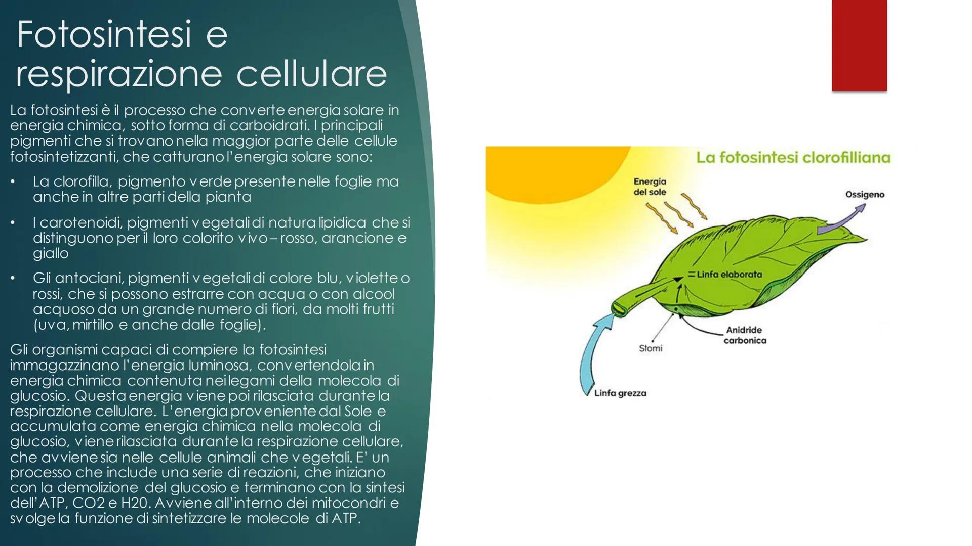 La cellula
EUCARIOTE E PROCARIOTE Evoluzione
procariote a eucariote
della cellula da
Esistono due teorie, la prima è la TEORIA ENDOSIMBIONTI