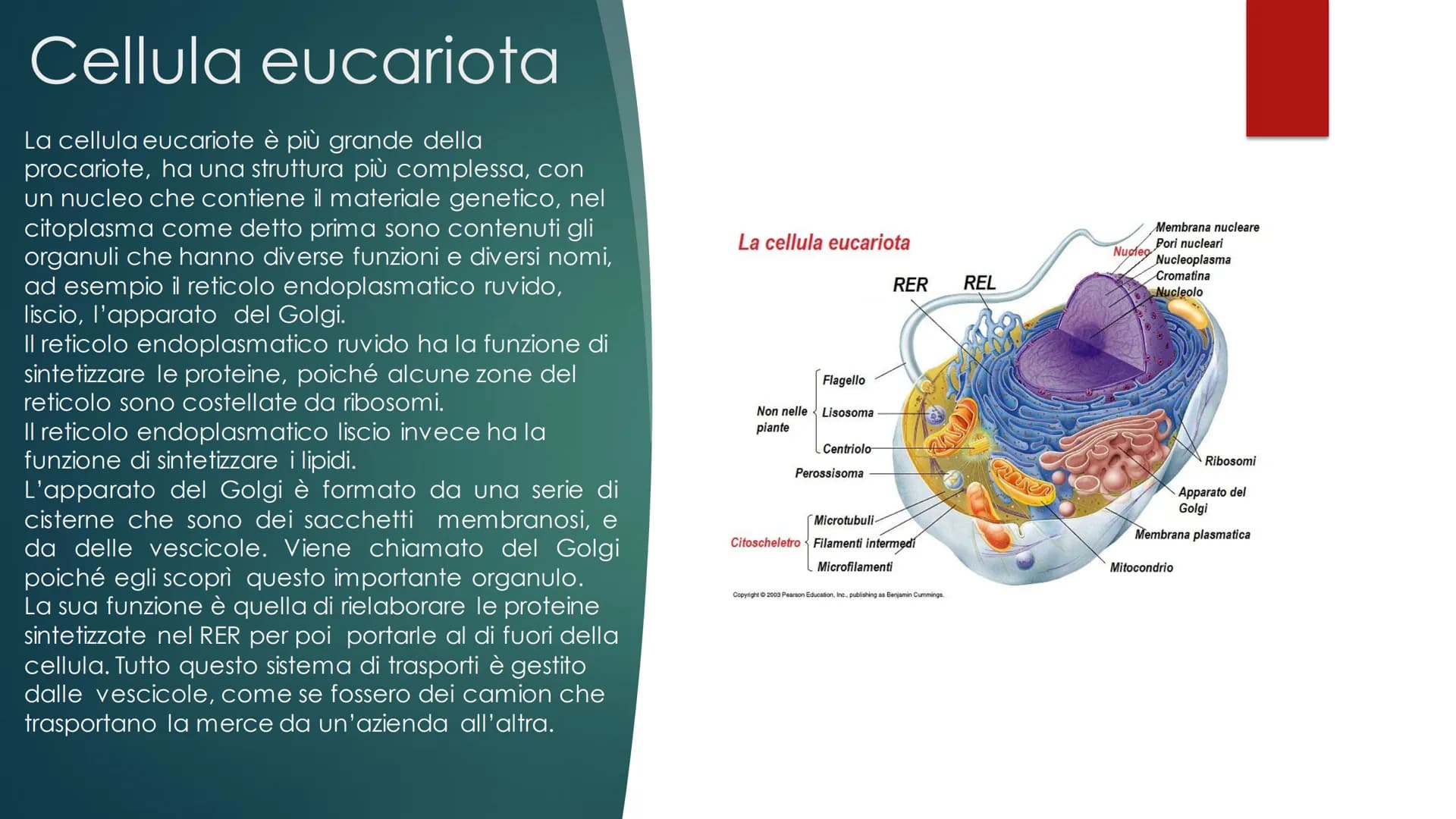 La cellula
EUCARIOTE E PROCARIOTE Evoluzione
procariote a eucariote
della cellula da
Esistono due teorie, la prima è la TEORIA ENDOSIMBIONTI