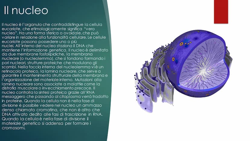 La cellula
EUCARIOTE E PROCARIOTE Evoluzione
procariote a eucariote
della cellula da
Esistono due teorie, la prima è la TEORIA ENDOSIMBIONTI