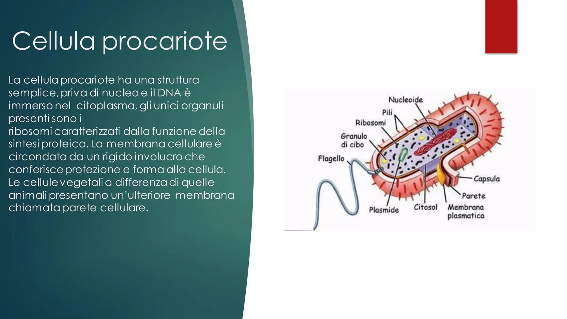 La cellula
EUCARIOTE E PROCARIOTE Evoluzione
procariote a eucariote
della cellula da
Esistono due teorie, la prima è la TEORIA ENDOSIMBIONTI