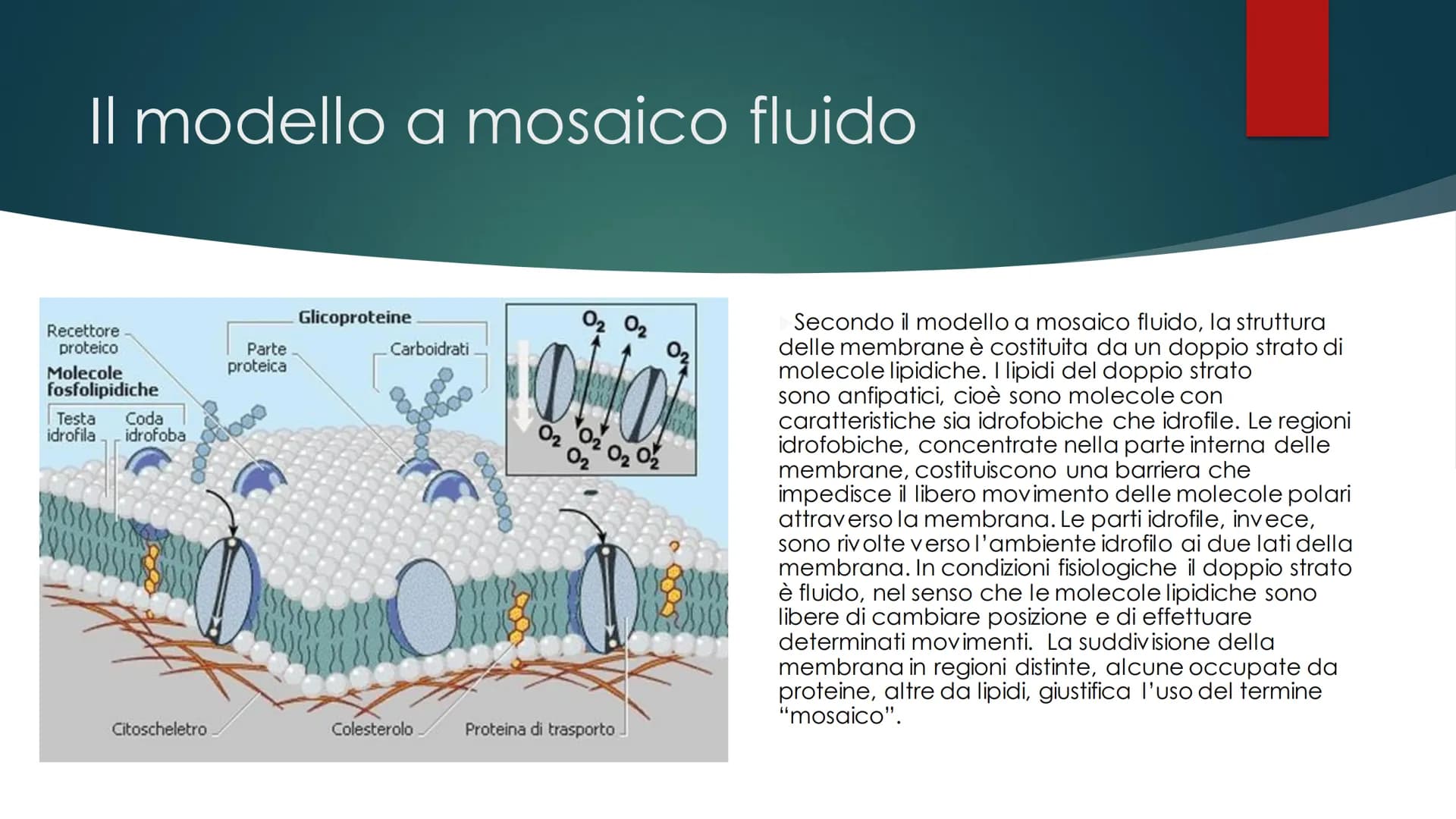 La cellula
EUCARIOTE E PROCARIOTE Evoluzione
procariote a eucariote
della cellula da
Esistono due teorie, la prima è la TEORIA ENDOSIMBIONTI