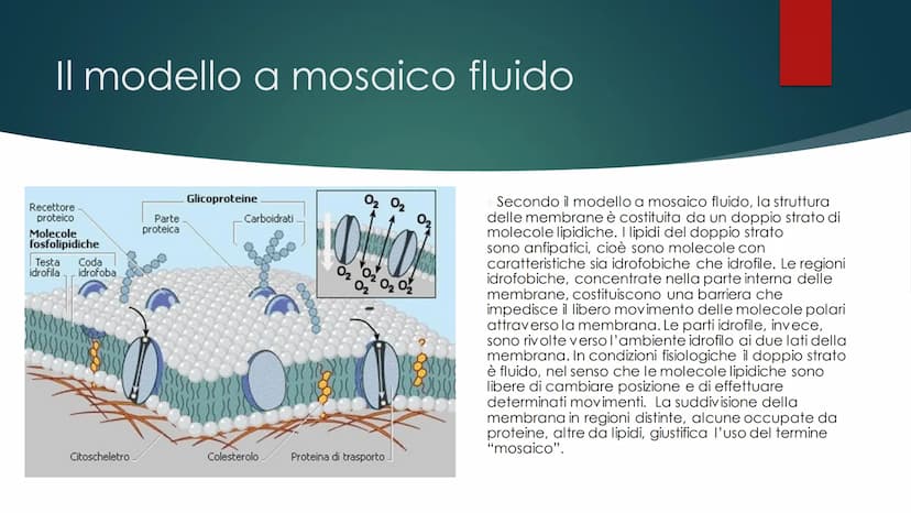 La cellula
EUCARIOTE E PROCARIOTE Evoluzione
procariote a eucariote
della cellula da
Esistono due teorie, la prima è la TEORIA ENDOSIMBIONTI