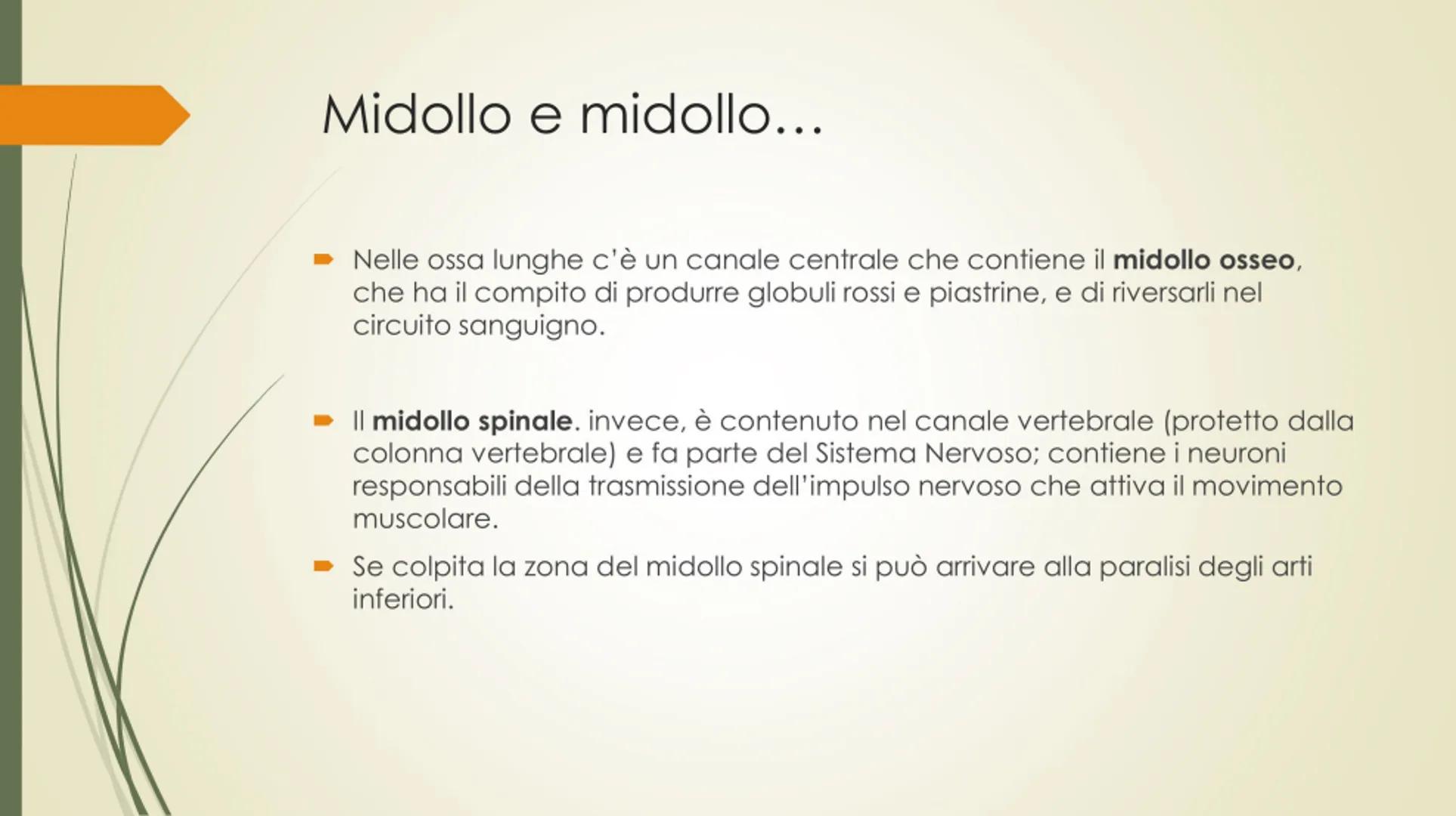 
<p>Il nostro corpo è sostenuto e protetto da una struttura chiamata scheletro, composta da un totale di 206 ossa collegate tra loro da arti