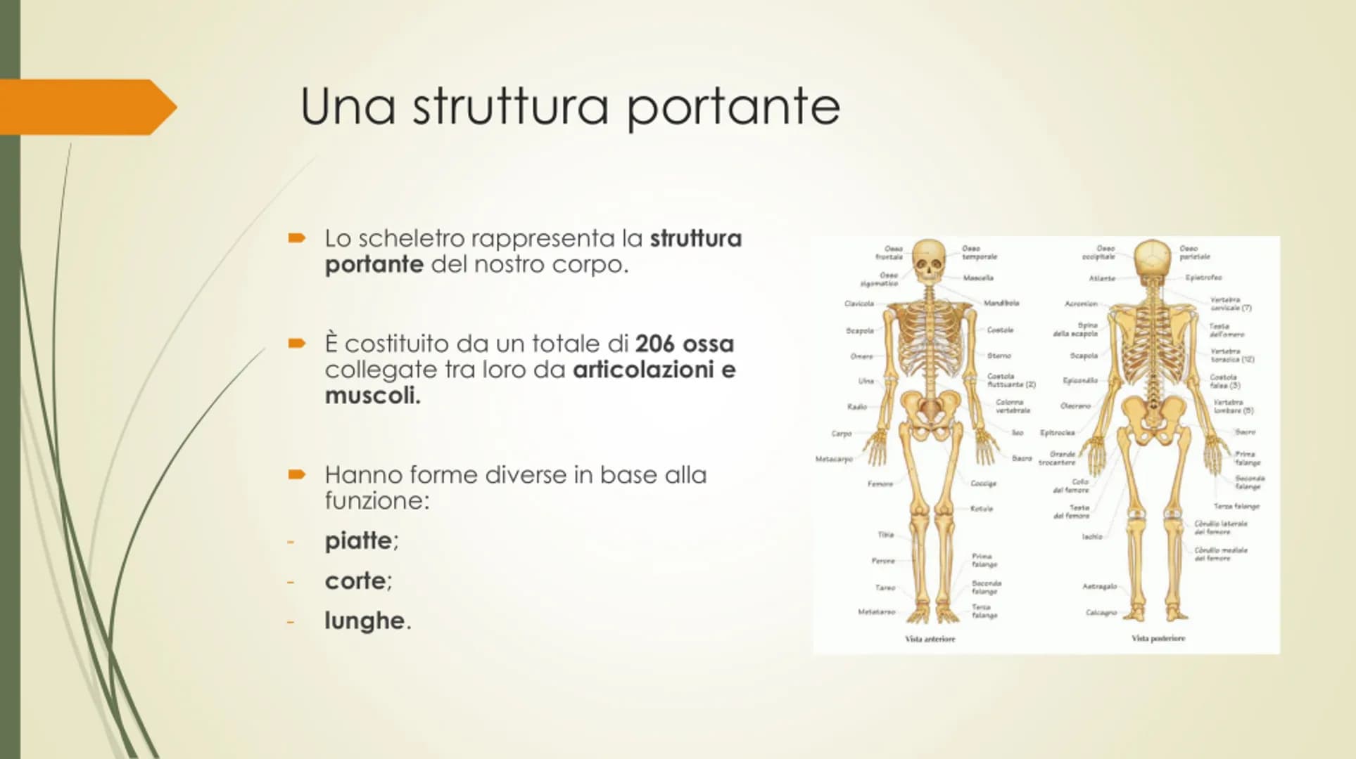 
<p>Il nostro corpo è sostenuto e protetto da una struttura chiamata scheletro, composta da un totale di 206 ossa collegate tra loro da arti