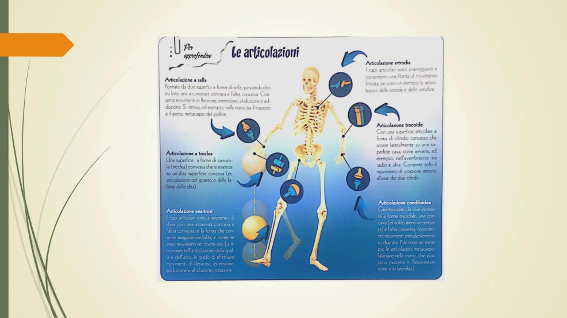 
<p>Il nostro corpo è sostenuto e protetto da una struttura chiamata scheletro, composta da un totale di 206 ossa collegate tra loro da arti