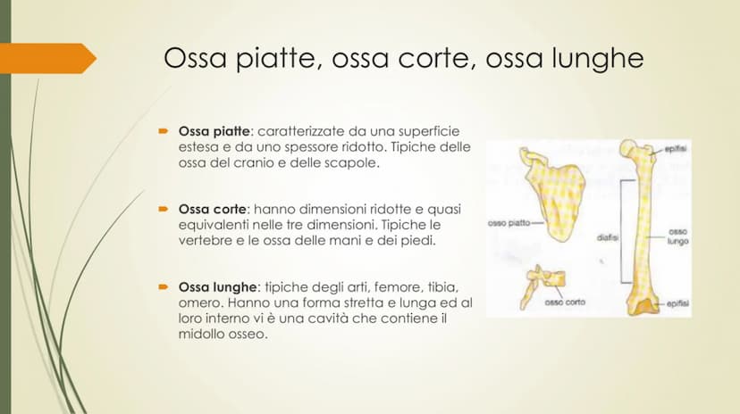 
<p>Il nostro corpo è sostenuto e protetto da una struttura chiamata scheletro, composta da un totale di 206 ossa collegate tra loro da arti