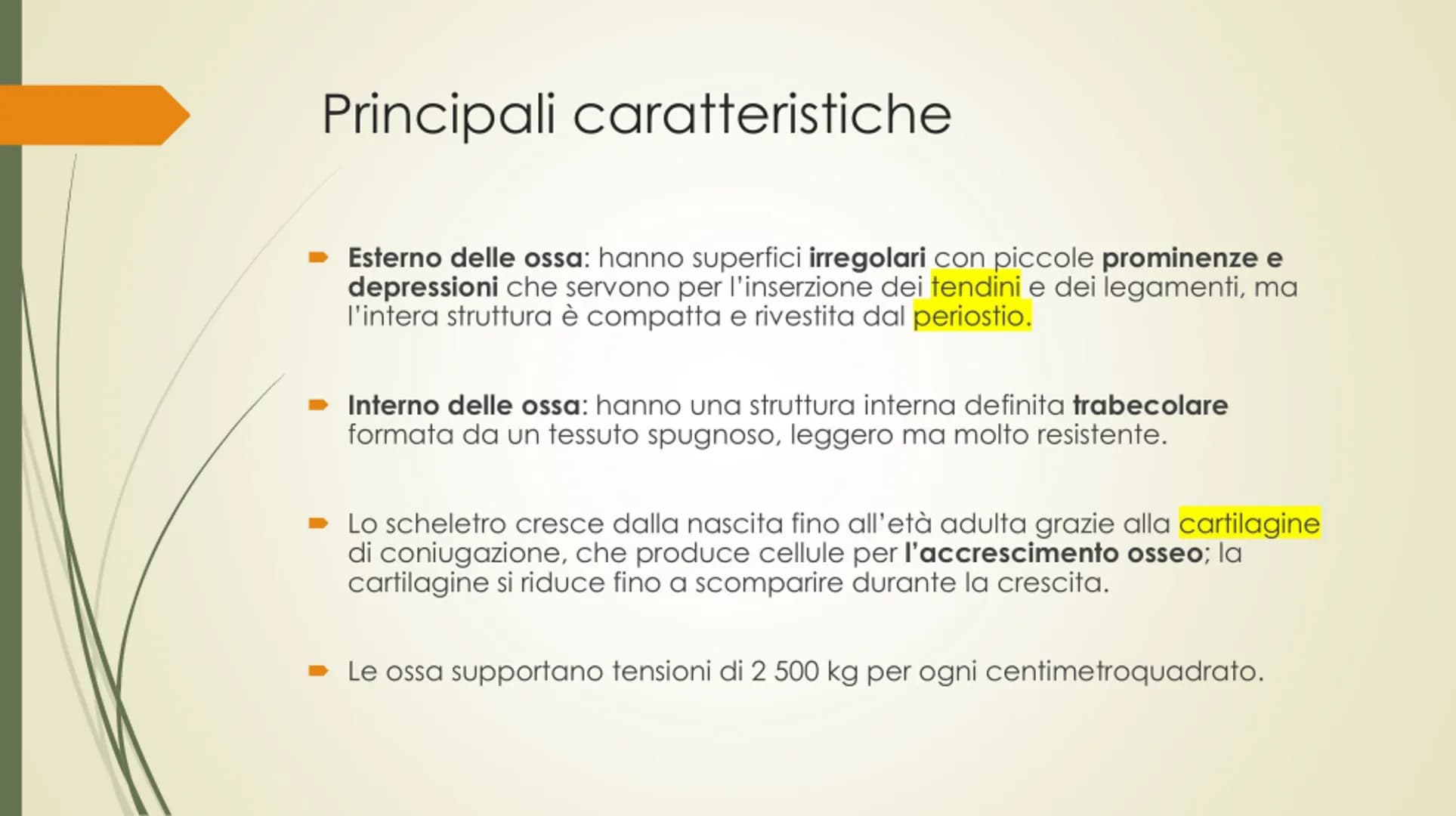 
<p>Il nostro corpo è sostenuto e protetto da una struttura chiamata scheletro, composta da un totale di 206 ossa collegate tra loro da arti