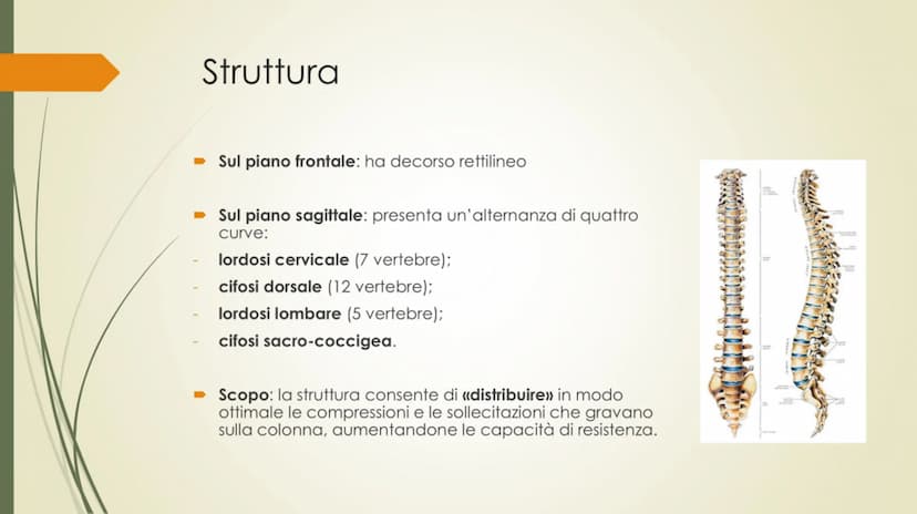
<p>Il nostro corpo è sostenuto e protetto da una struttura chiamata scheletro, composta da un totale di 206 ossa collegate tra loro da arti