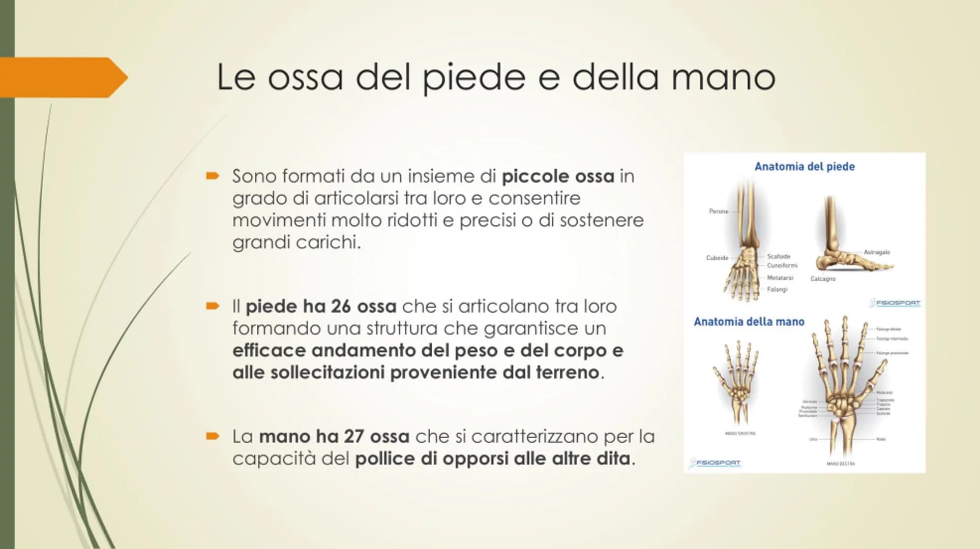 
<p>Il nostro corpo è sostenuto e protetto da una struttura chiamata scheletro, composta da un totale di 206 ossa collegate tra loro da arti