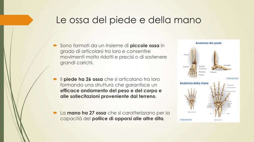 
<p>Il nostro corpo è sostenuto e protetto da una struttura chiamata scheletro, composta da un totale di 206 ossa collegate tra loro da arti
