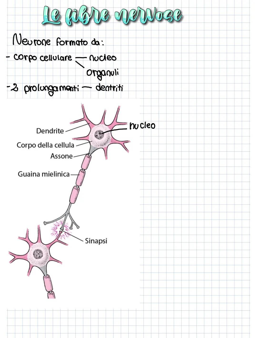 Le fibre nervose
Neurone formato da:
corpo cellulare nucleo
organuli
-2 prolungamenti - dentri
Dendrite
Corpo della cellula
Assone.
Guaina m
