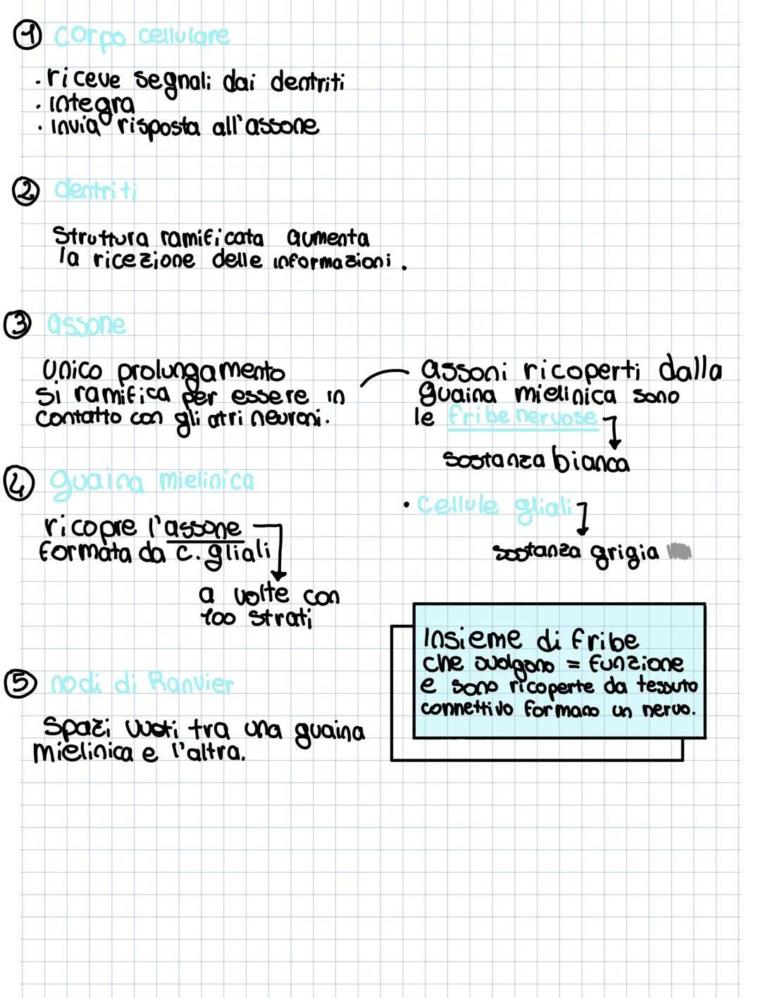 Le fibre nervose
Neurone formato da:
corpo cellulare nucleo
organuli
-2 prolungamenti - dentri
Dendrite
Corpo della cellula
Assone.
Guaina m