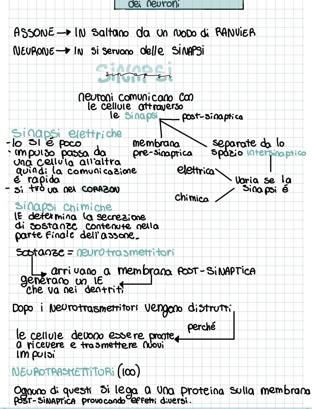 Le fibre nervose
Neurone formato da:
corpo cellulare nucleo
organuli
-2 prolungamenti - dentri
Dendrite
Corpo della cellula
Assone.
Guaina m