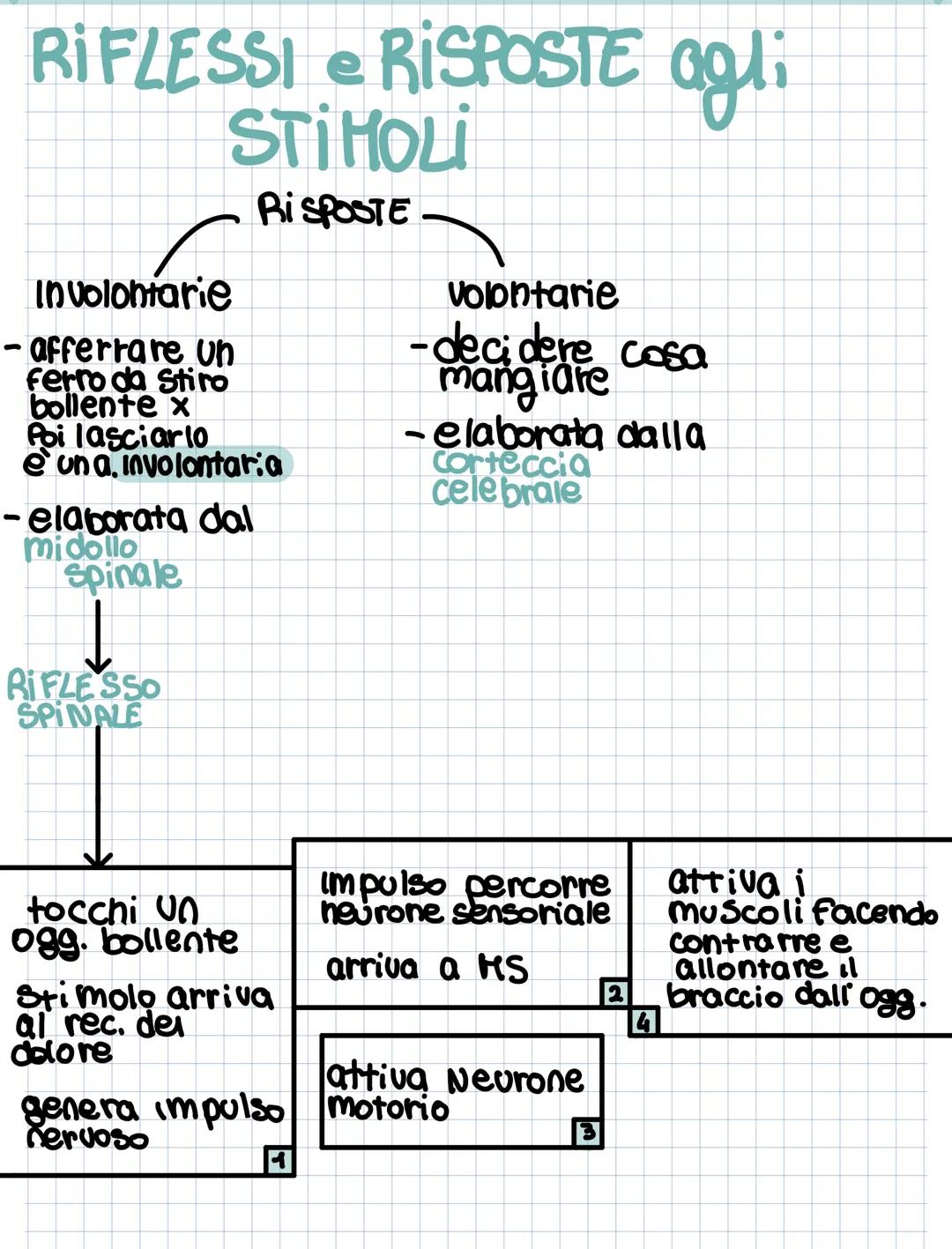 Le fibre nervose
Neurone formato da:
corpo cellulare nucleo
organuli
-2 prolungamenti - dentri
Dendrite
Corpo della cellula
Assone.
Guaina m
