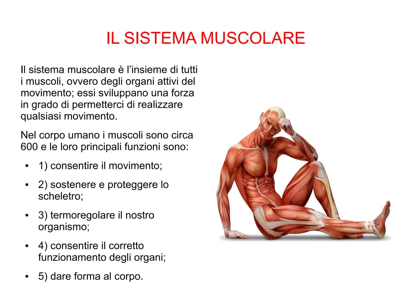Il sistema muscolare è l'insieme di tutti
i muscoli, ovvero degli organi attivi del
movimento; essi sviluppano una forza
in grado di permett