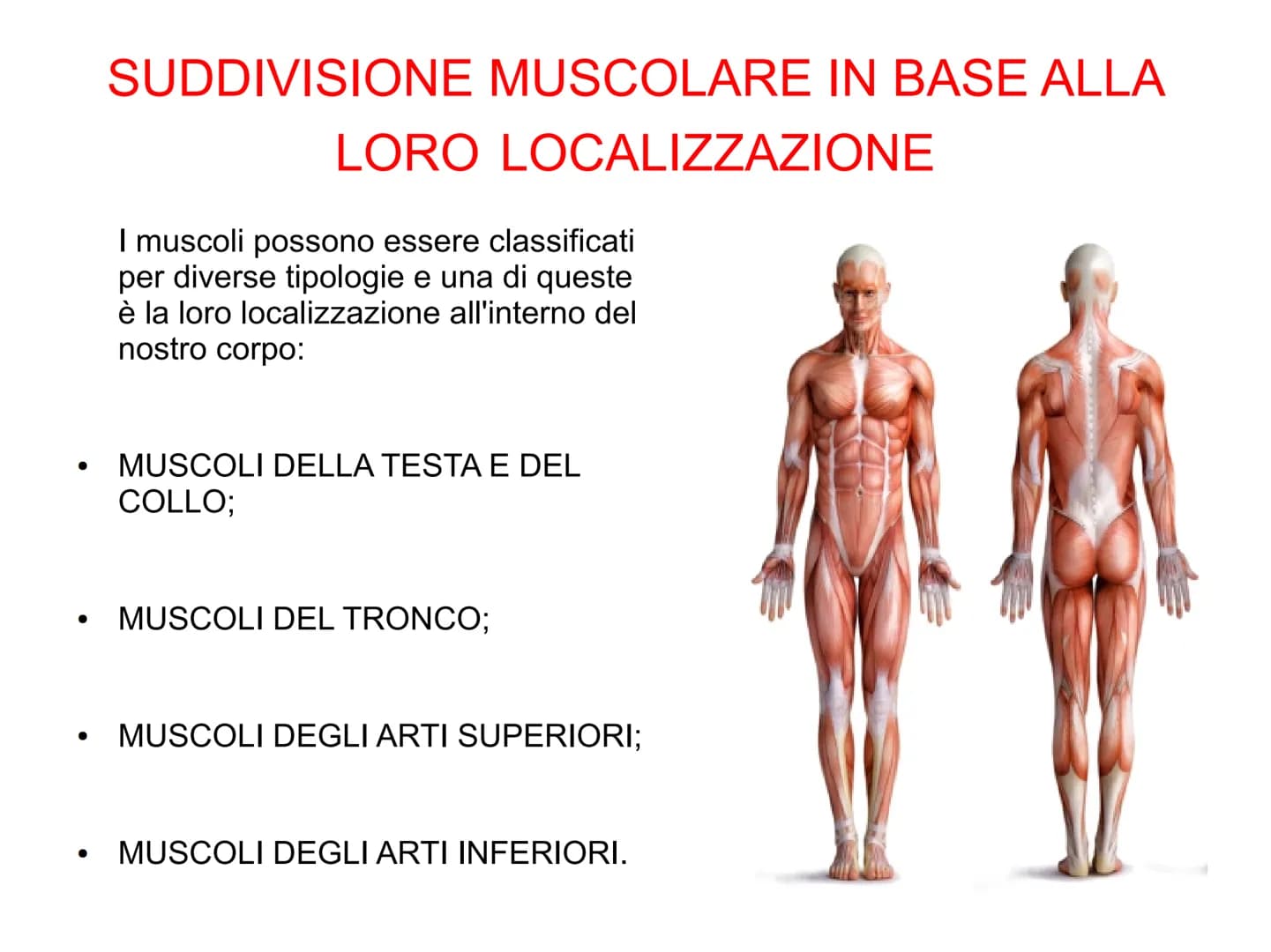 Il sistema muscolare è l'insieme di tutti
i muscoli, ovvero degli organi attivi del
movimento; essi sviluppano una forza
in grado di permett