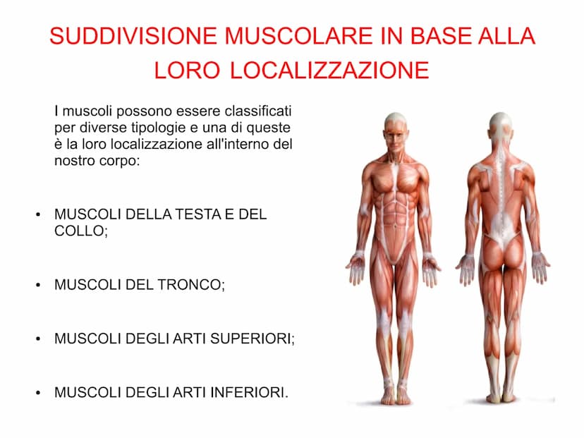 Il sistema muscolare è l'insieme di tutti
i muscoli, ovvero degli organi attivi del
movimento; essi sviluppano una forza
in grado di permett