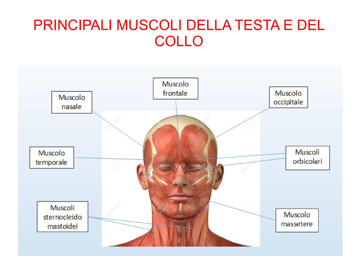 Il sistema muscolare è l'insieme di tutti
i muscoli, ovvero degli organi attivi del
movimento; essi sviluppano una forza
in grado di permett