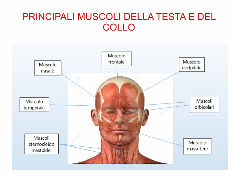 Il sistema muscolare è l'insieme di tutti
i muscoli, ovvero degli organi attivi del
movimento; essi sviluppano una forza
in grado di permett