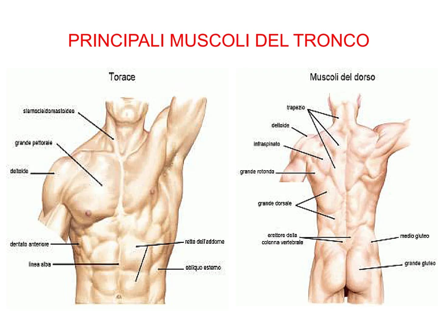 Il sistema muscolare è l'insieme di tutti
i muscoli, ovvero degli organi attivi del
movimento; essi sviluppano una forza
in grado di permett