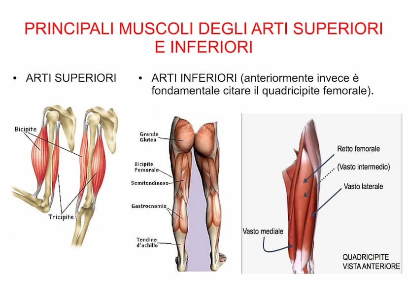 Il sistema muscolare è l'insieme di tutti
i muscoli, ovvero degli organi attivi del
movimento; essi sviluppano una forza
in grado di permett