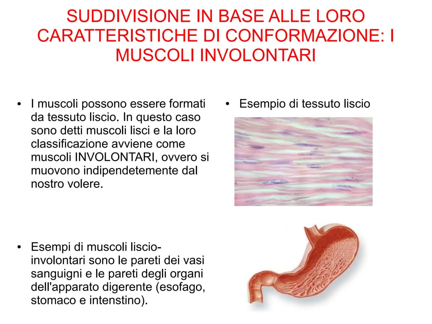 Il sistema muscolare è l'insieme di tutti
i muscoli, ovvero degli organi attivi del
movimento; essi sviluppano una forza
in grado di permett