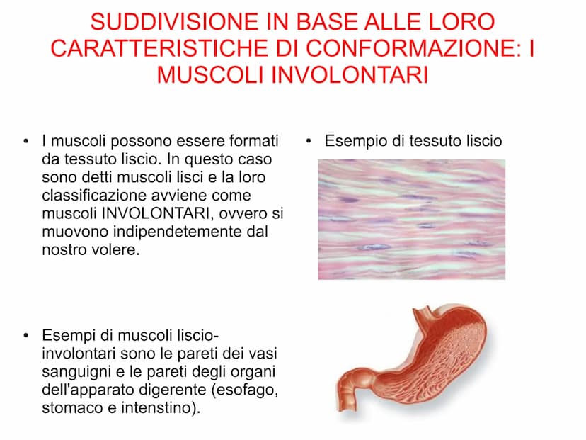 Il sistema muscolare è l'insieme di tutti
i muscoli, ovvero degli organi attivi del
movimento; essi sviluppano una forza
in grado di permett