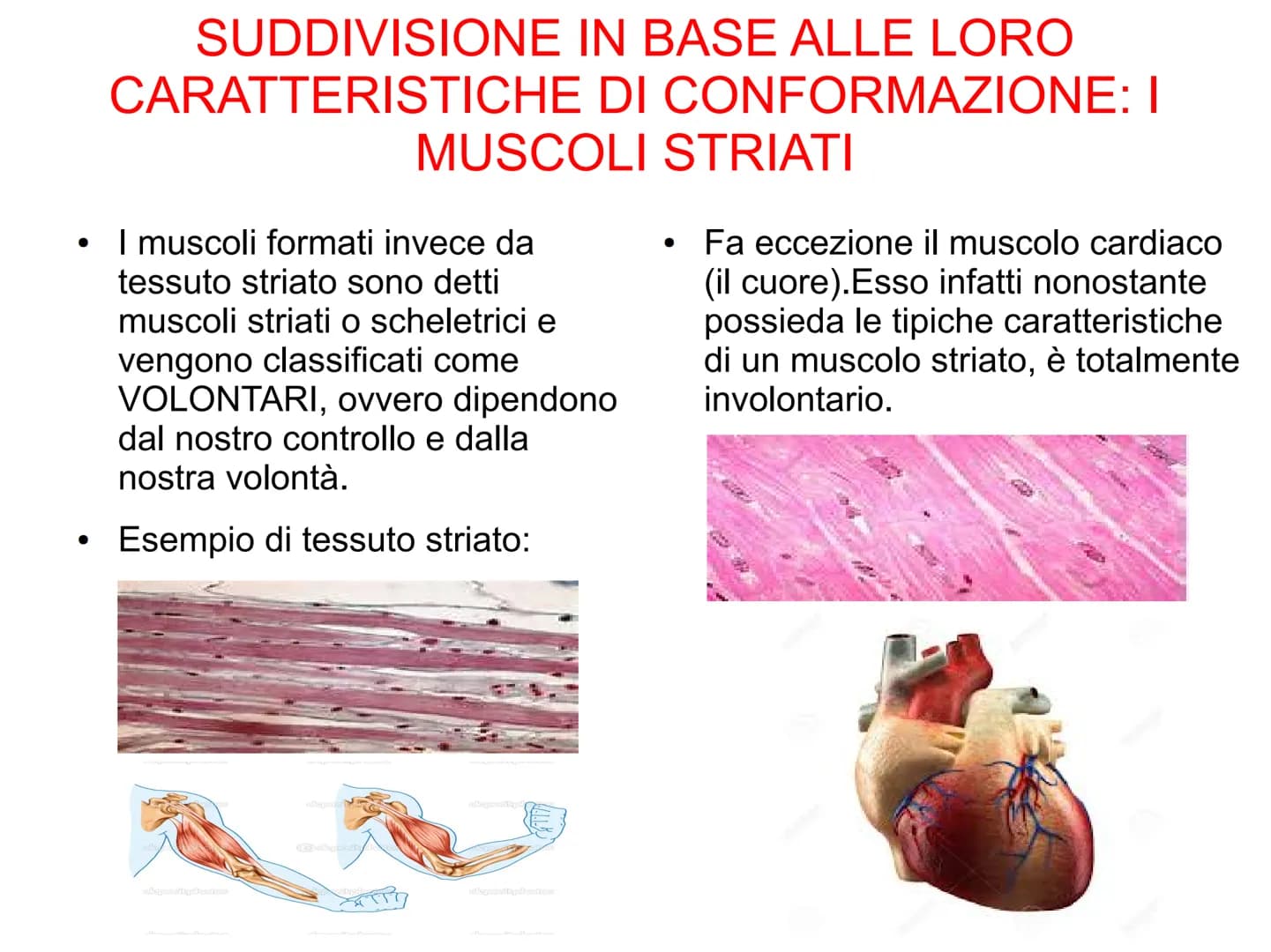 Il sistema muscolare è l'insieme di tutti
i muscoli, ovvero degli organi attivi del
movimento; essi sviluppano una forza
in grado di permett