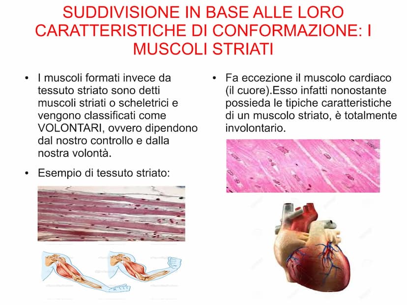 Il sistema muscolare è l'insieme di tutti
i muscoli, ovvero degli organi attivi del
movimento; essi sviluppano una forza
in grado di permett