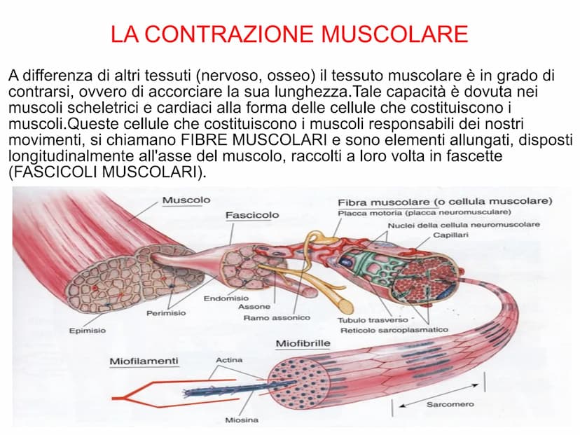 Il sistema muscolare è l'insieme di tutti
i muscoli, ovvero degli organi attivi del
movimento; essi sviluppano una forza
in grado di permett