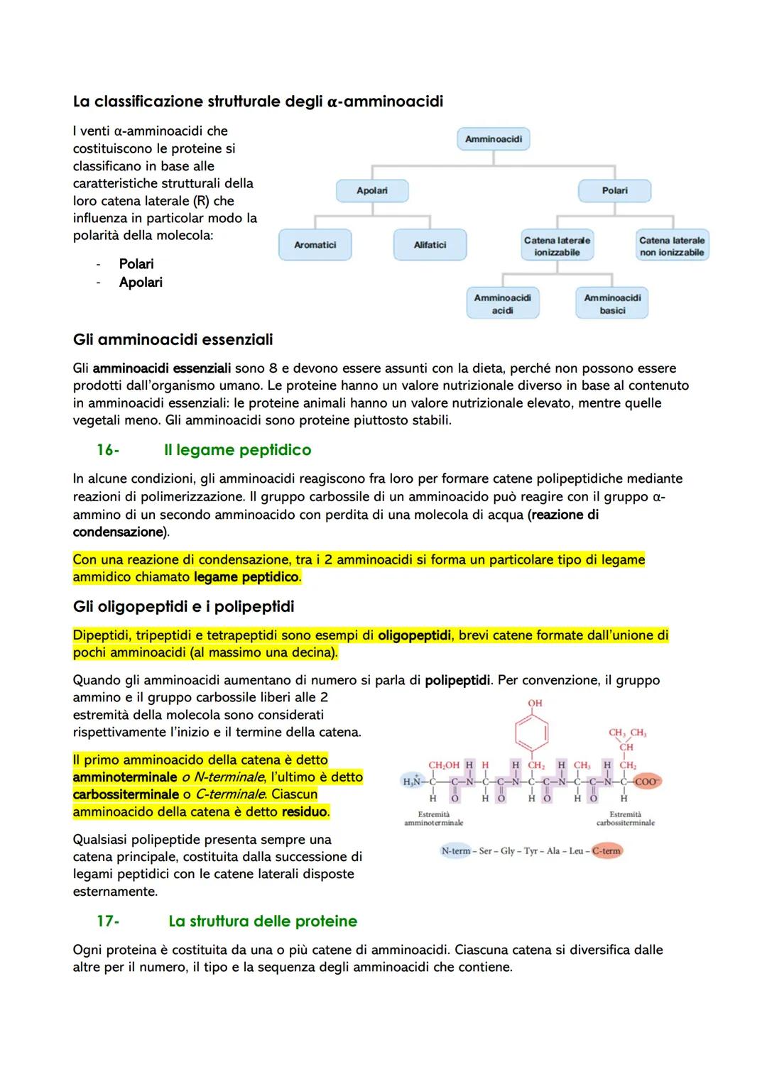 Le biomolecole: struttura e funzione
1- Dai polimeri alle biomolecole
Le biomolecole sono molecole che svolgono un ruolo nei sistemi biologi