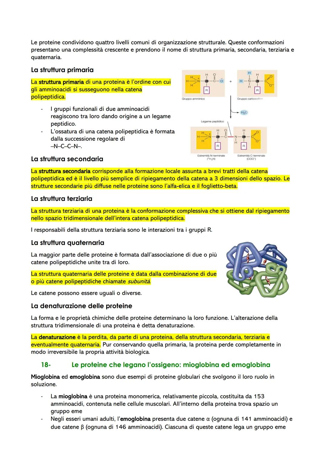 Le biomolecole: struttura e funzione
1- Dai polimeri alle biomolecole
Le biomolecole sono molecole che svolgono un ruolo nei sistemi biologi